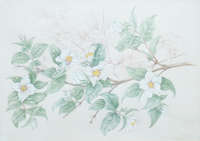Mary Grierson (1912-2012), Study of flowers, signed, Spink label verso, watercolour heightened with white, 24 x 33cm